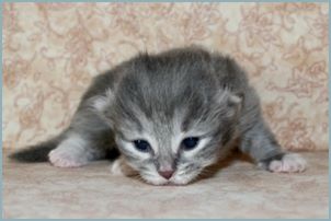 Male Siberian Kitten from Deedlebug Siberians